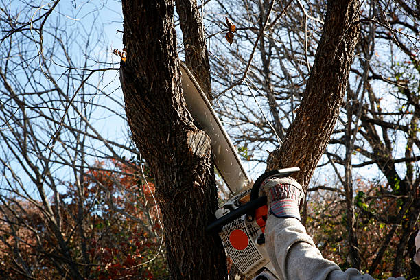 Best Hedge Trimming  in Pleak, TX